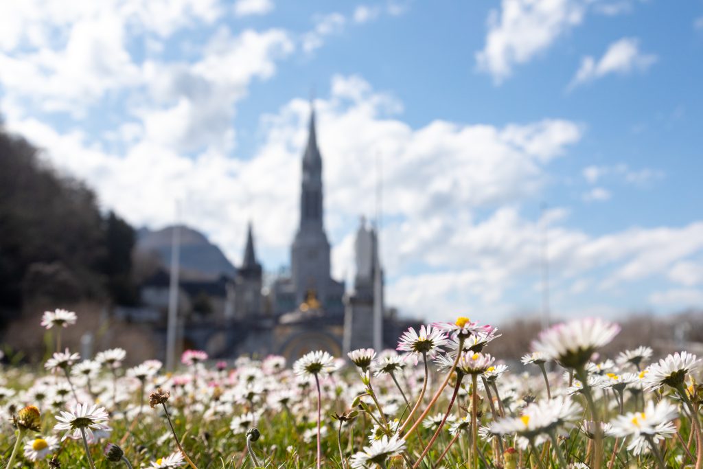 Champ de pâquerettes dans le Sanctuaire de Lourdes
