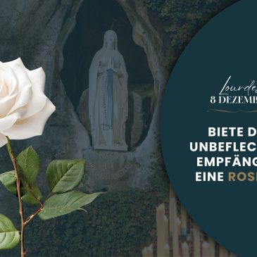 Schenken Sie Maria eine Rose zum Hochfest am 8. Dezember